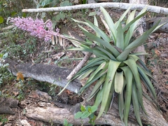 Portea petropolitana