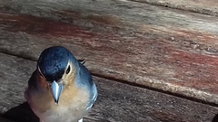 Fringilla coelebs palmae