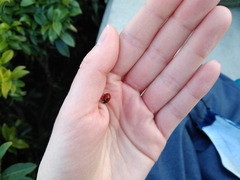 Coccinella septempunctata