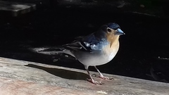 Fringilla coelebs palmae