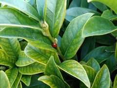 Coccinella septempunctata