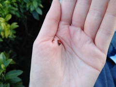 Coccinella septempunctata