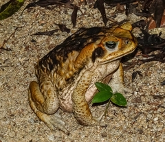 Rhinella diptycha