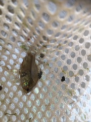 Enneacanthus gloriosus