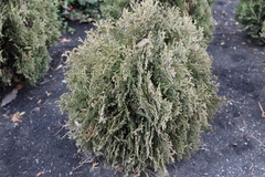 Thuja occidentalis