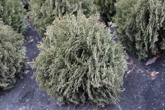 Thuja occidentalis