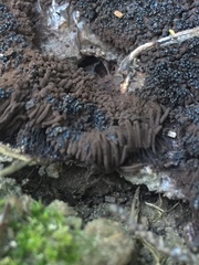 Symphytocarpus