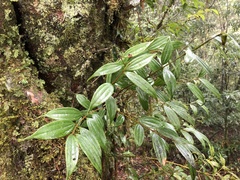 Cinnamomum subavenium