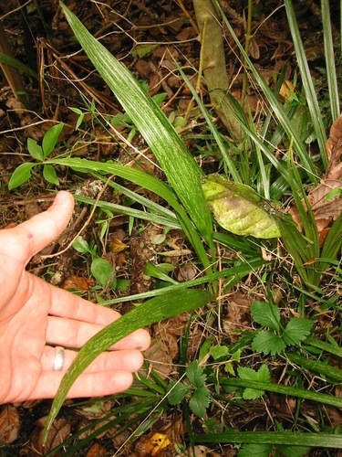 Syagrus romanzoffiana