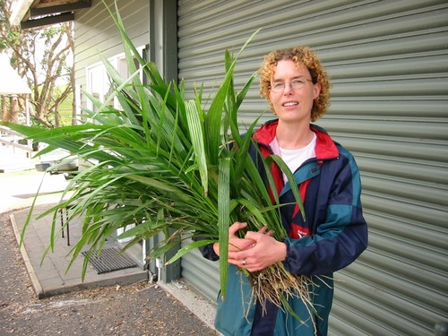 Syagrus romanzoffiana