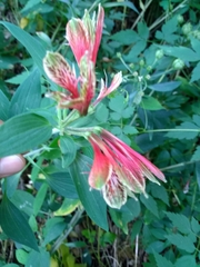 Alstroemeria psittacina image