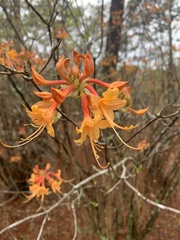 Rhododendron austrinum