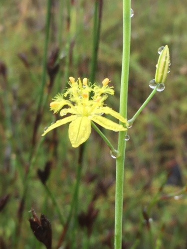 Bulbine favosa