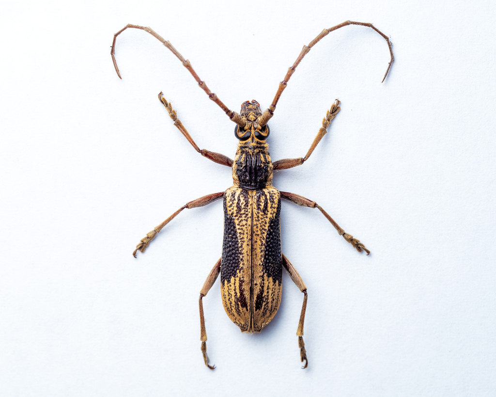 Xoanodera trigona