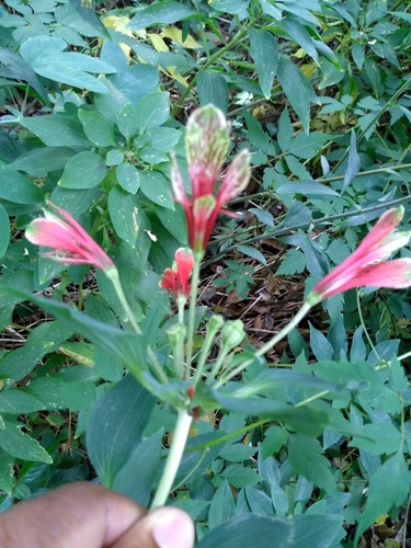 Alstroemeria image