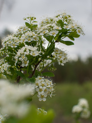 Spiraea media