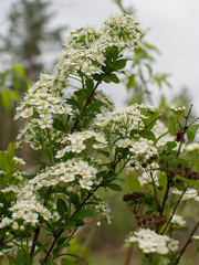 Spiraea media