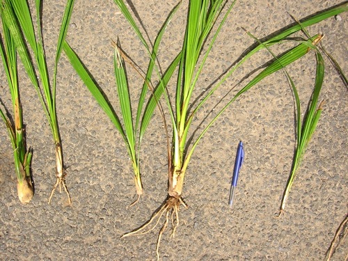 Syagrus romanzoffiana