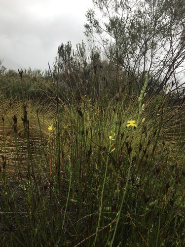 Bulbine favosa