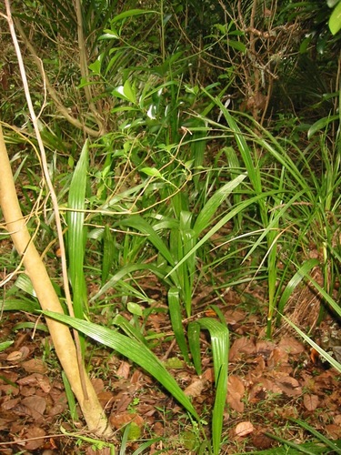 Syagrus romanzoffiana