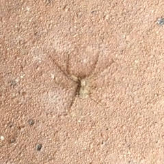 Pulchellodromus