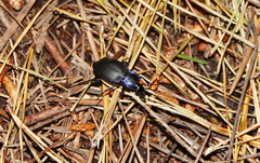 Carabus amplipennis