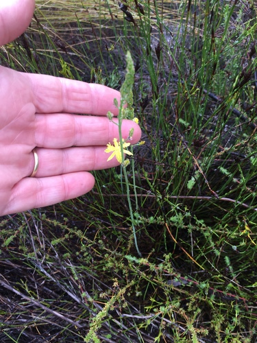 Bulbine favosa