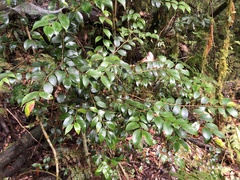 Ilex hayataiana