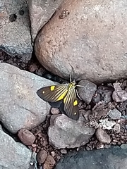 Phaeochlaena lampra