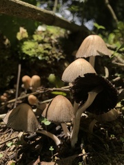 Psathyrellaceae