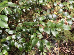 Ilex hayataiana