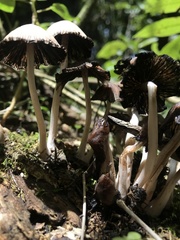Psathyrellaceae