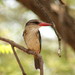 Intermediate Brown-hooded Kingfisher - Photo (c) Christine Sydes, some rights reserved (CC BY-NC), uploaded by Christine Sydes