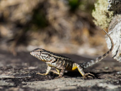 Rodrigues' Lava Lizard photo 5