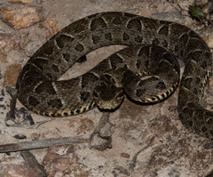 Bothrops neuwiedi
