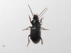 Pterostichus minor