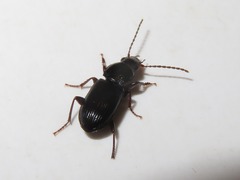 Pterostichus minor