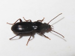 Pterostichus minor