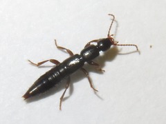 Lathrobium brunnipes