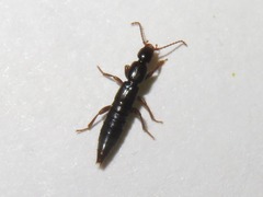 Lathrobium brunnipes