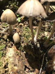 Psathyrellaceae