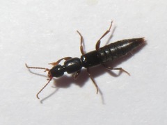 Lathrobium brunnipes