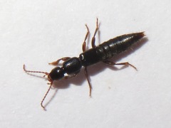 Lathrobium brunnipes