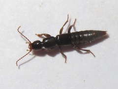 Lathrobium brunnipes