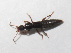 Lathrobium brunnipes