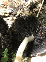 Psathyrellaceae
