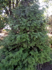 Thuja plicata
