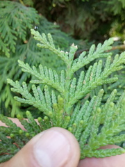 Thuja plicata