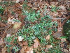 Vaccinium confertum