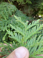 Thuja plicata